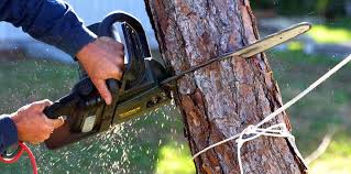 How Our Tree Care Process Works  in  Spanaway, WA