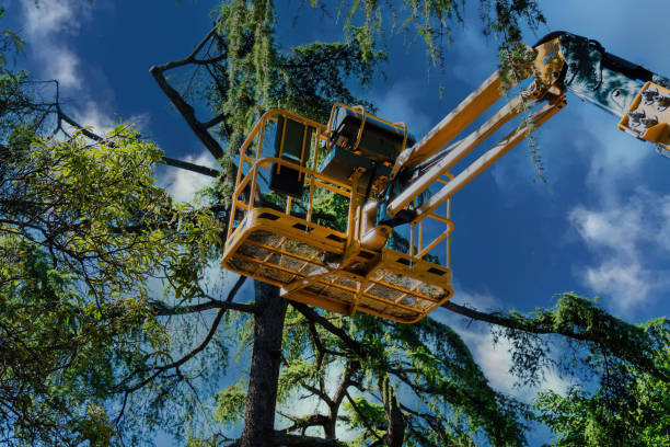 Best Storm Damage Tree Cleanup  in Spanay, WA