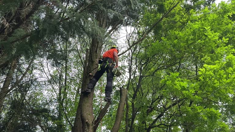 Best Tree Risk Assessment  in Spanay, WA