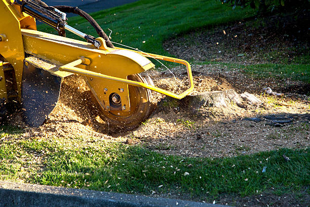 Best Residential Tree Removal  in Spanay, WA